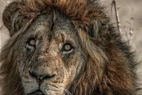 Lion King