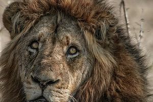 Lion King