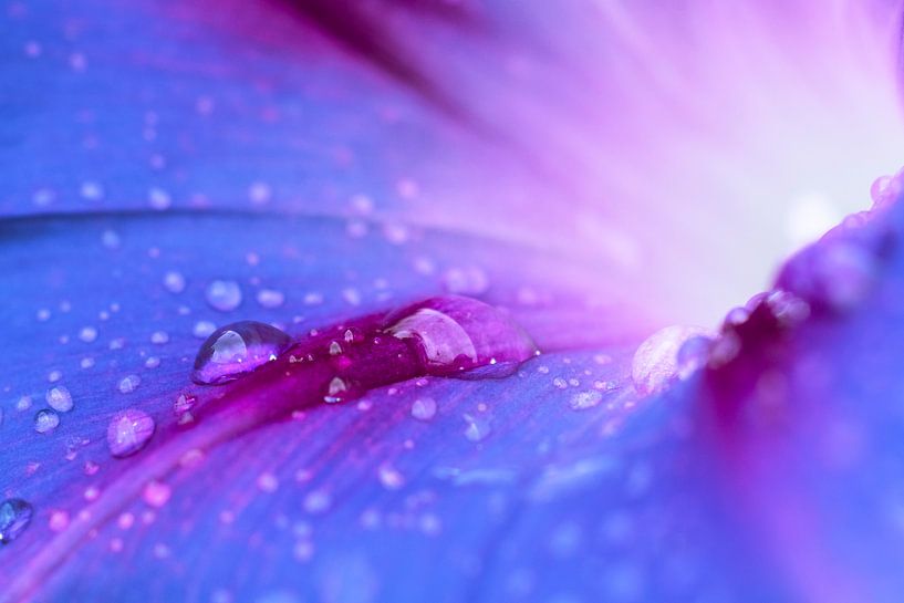 Common Morning Glory - Ipomoea Purperea by André Scherpenberg