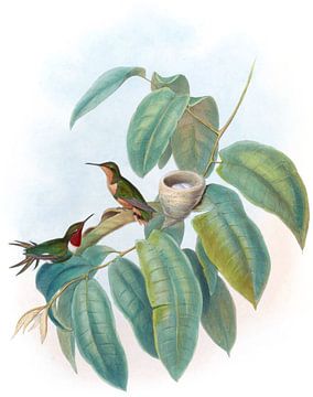 Crimson-Throated Wood-Star, John Gould van Hummingbirds