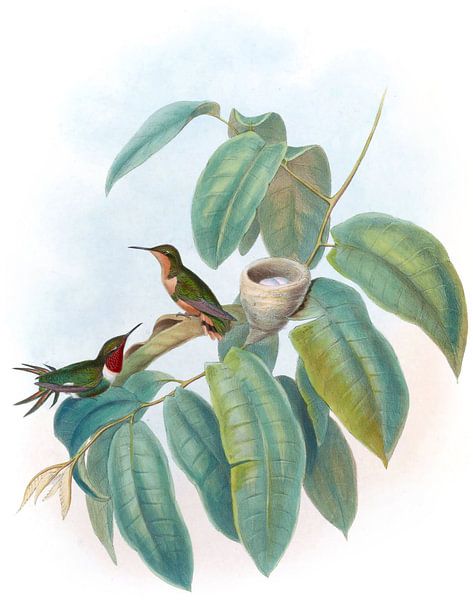 Crimson-throated Wood-Star, John Gould by Hummingbirds
