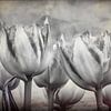 Abstracte tulpen in zwart wit van eric van der eijk
