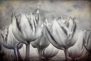 Tulipes abstraites en noir et blanc