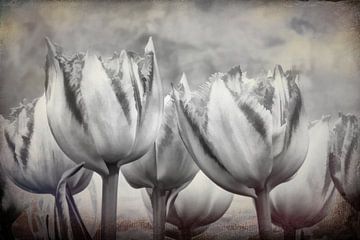 Tulipes abstraites en noir et blanc