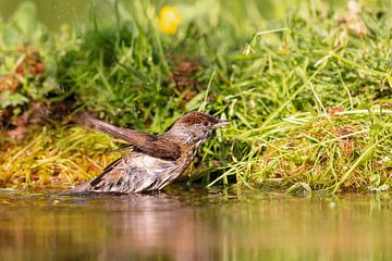 Fauvette à tête noire (Sylvia atricapilla) sur Dirk Rüter