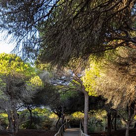A wooden walkway winds its way through a Mediterranean pine forest, nature reserve, Pinar De La Almadraba, Pinares De Rota, Rota, Cádiz, Andalusia, Spain. by Fotos by Jan Wehnert