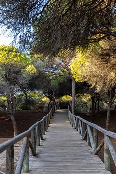 A wooden walkway winds its way through a Mediterranean pine forest, nature reserve, Pinar De La Almadraba, Pinares De Rota, Rota, Cádiz, Andalusia, Spain.