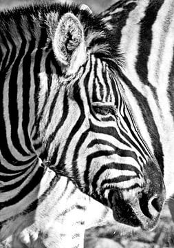 Portret van een zebra van Werner Lehmann