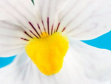 Makro einer weissen Elfenspiegel Blüte von ManfredFotos