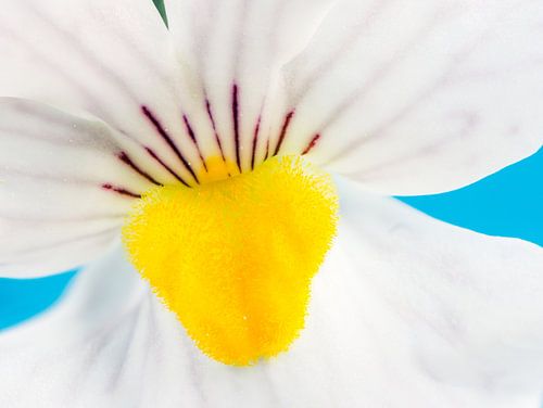 Macro d'une fleur miroir d'elfe blanc