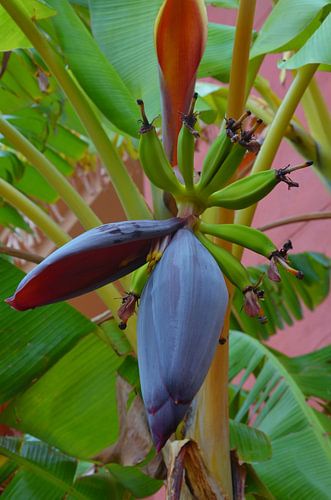 Bananenbloem