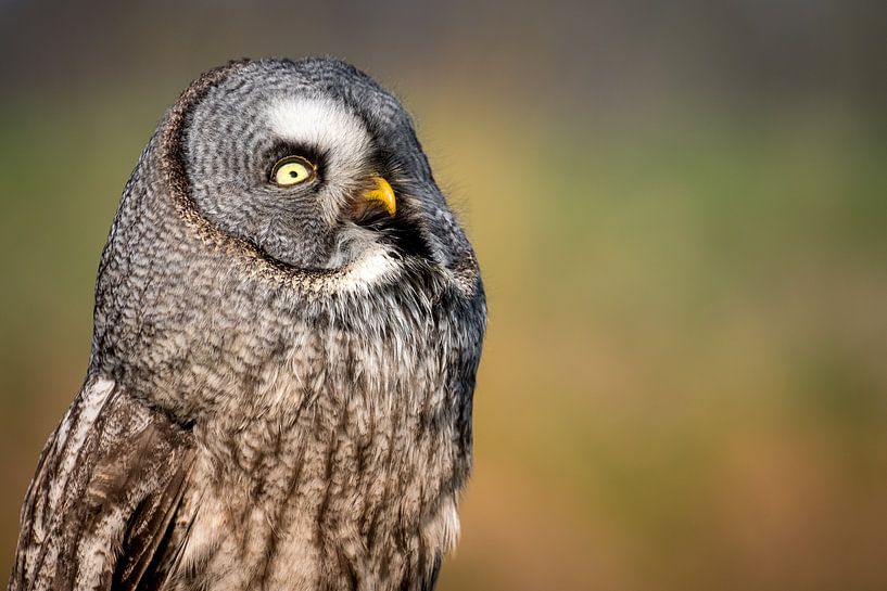Lapland Owl by Lisa Dumon