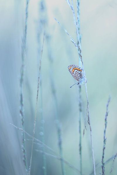 Heather blue by Nienke Castelijns