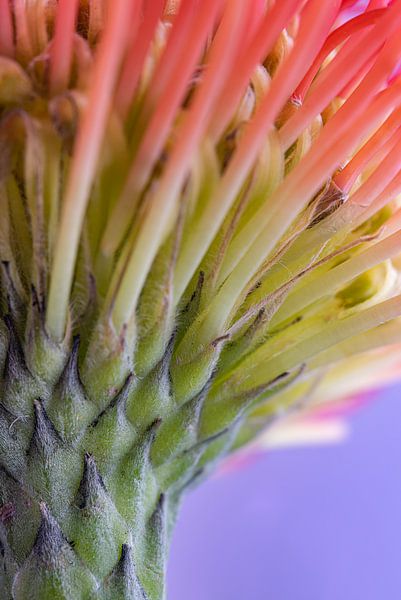 Het speldenkussentje (Leucospermum) van Marjolijn van den Berg