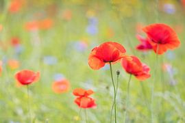 Sommer von Linda van der Veeken