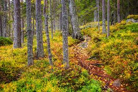 Wege zur Entspannung XXIX