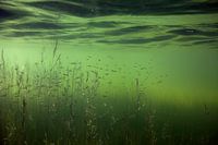 flooded grasslands with young fish