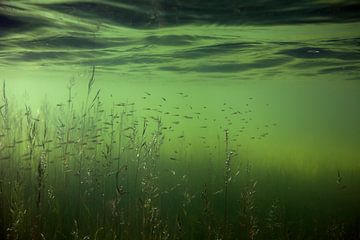 prairies inondées de jeunes poissons sur Arthur de Bruin