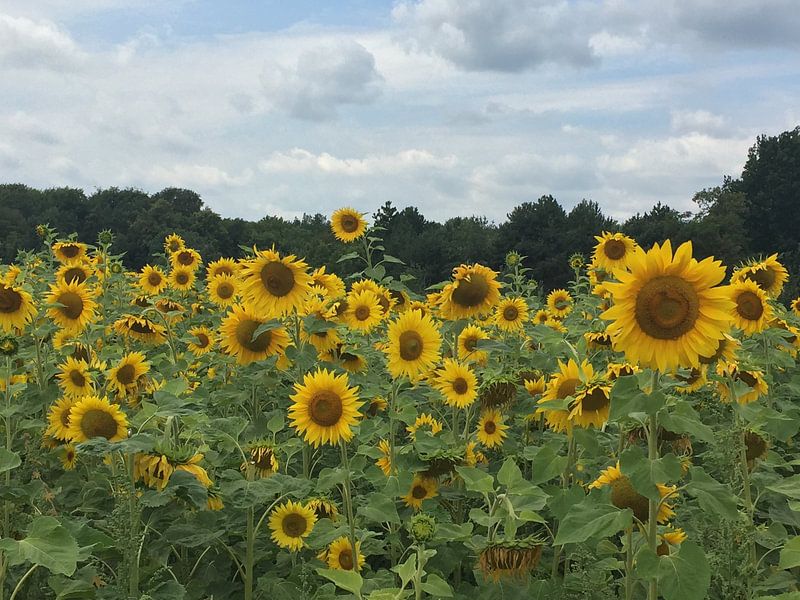 Sunflowers by Christine Volpert