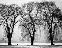 Three trees