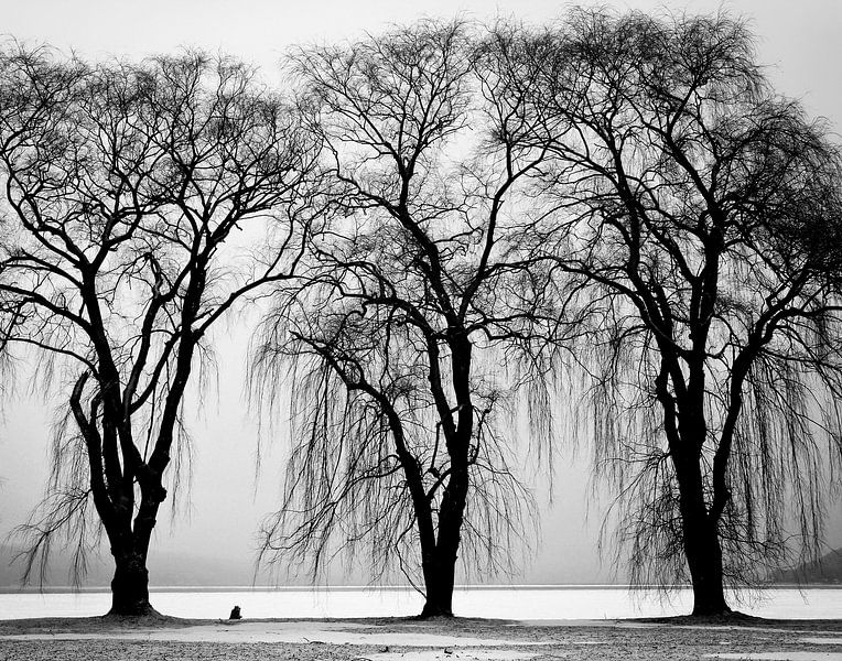 Three trees by Judith Robben