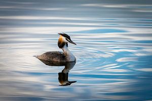 Great crested grebe
