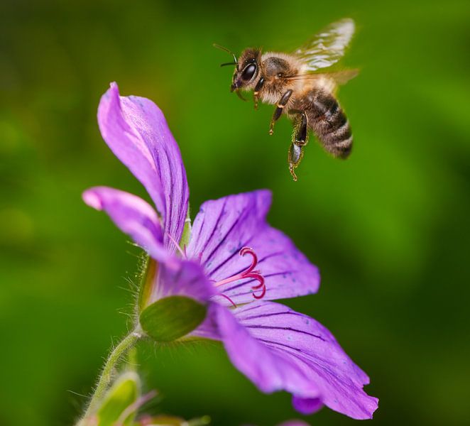 Bee flies to the flower of a purple cranesbill flower by ManfredFotos