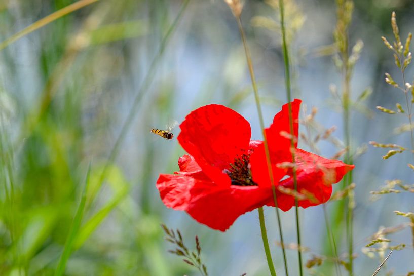 Klaproos met bij by The Dragonfly