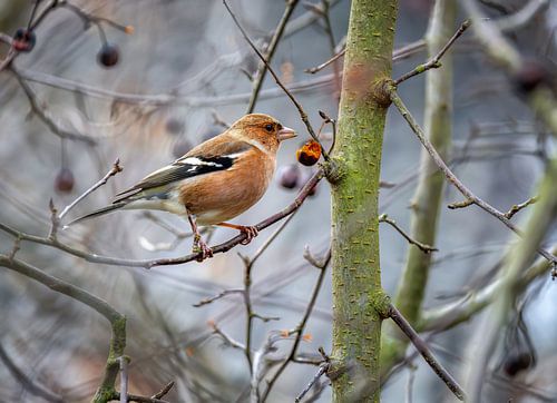 Mannelijke vink op een sierappelboom