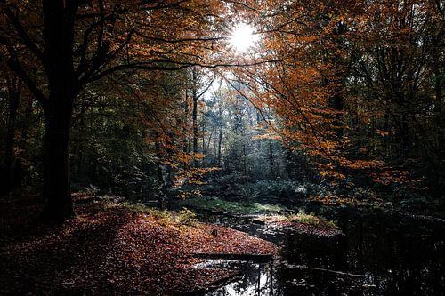 Waterloopbos in Marknesse