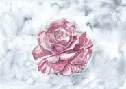 Rosa Rosenblüte von Sandra Steinke Miniaturansicht