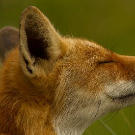 Enjoying fox by Wim Brauns