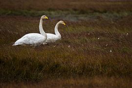 Wilde Schwäne in Island von Danny Slijfer Natuurfotografie