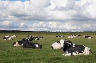 Zwart-witte koeien en hollandse lucht van Carola van Rooy thumbnail