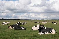 Vaches noires et blanches et air néerlandais