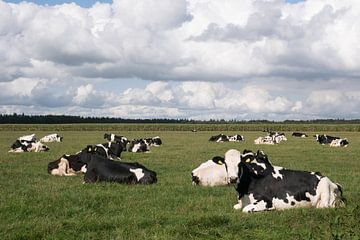 Zwart-witte koeien en hollandse lucht van Carola van Rooy