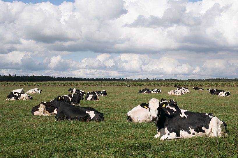 Schwarze und weiße Kühe und niederländische Luft von Carola van Rooy