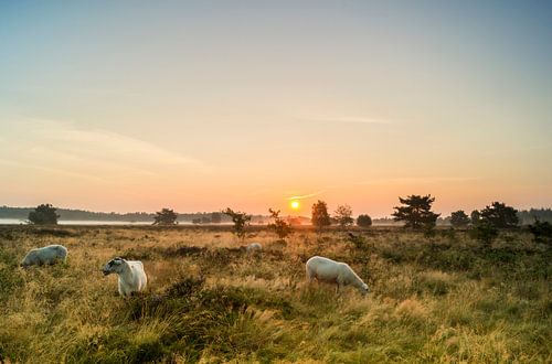 Gortelse schapen