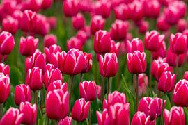 Tulpen von Merijn Loch