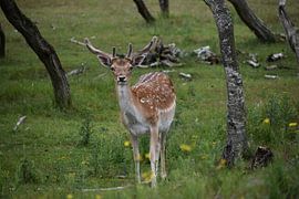 Damhert von Bianca en Patrick Penning
