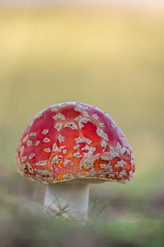 Vliegenzwam paddenstoel van John van de Gazelle fotografie