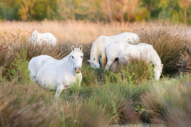 Camargue horses