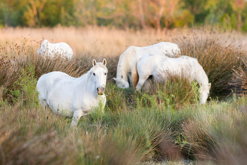 Camargue horses by Daniela Beyer