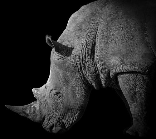 Neushoorn portret in zwart-wit