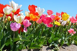 Bunte Tulpen in einem Blumenzwiebelfeld bei Lisse vor blauem Himmel von My Footprints
