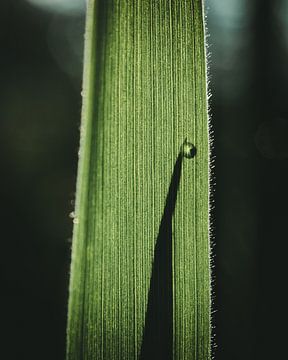 Silhouette van gras met een druppel op het gras van Jan Eltink