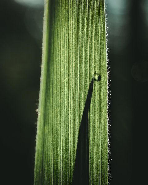 Silhouette of grass with a drop on it by Jan