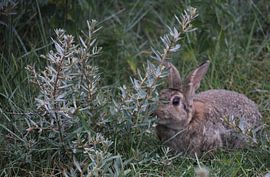 Rabbit in the dunes by Krista Zuur