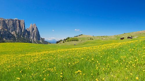 Lente op de Alpe di Siusi in de Dolomieten