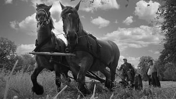 Gras maaien met paarden en maaibalk van Herman Beld